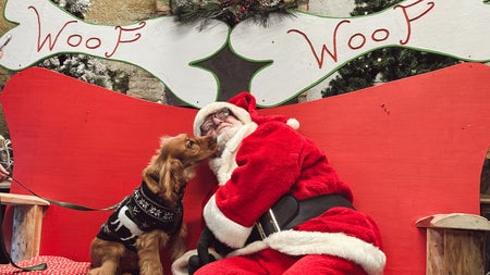 Santa Paws at Newbridge House & Farm