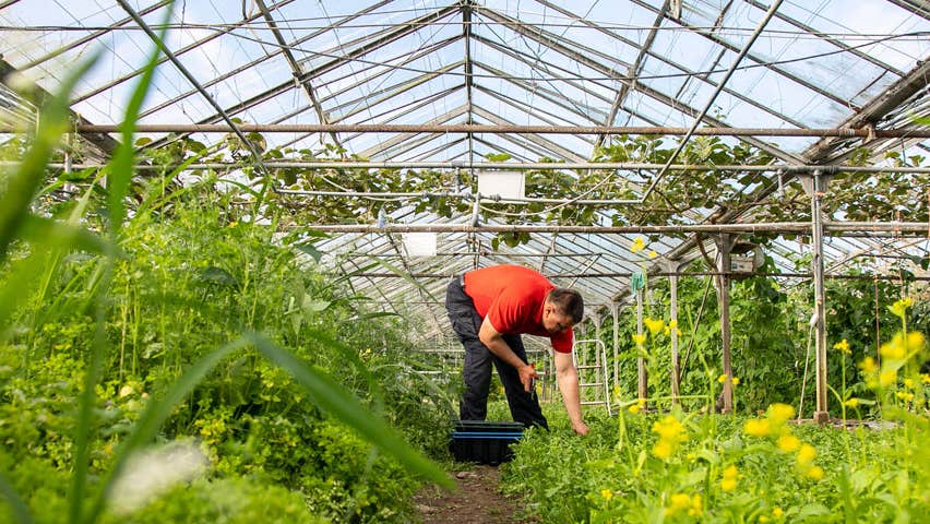 A man in a red shirt bent down tending to vegetables in glass greenhouse