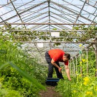 A man in a red shirt bent down tending to vegetables in a glass greenhouse