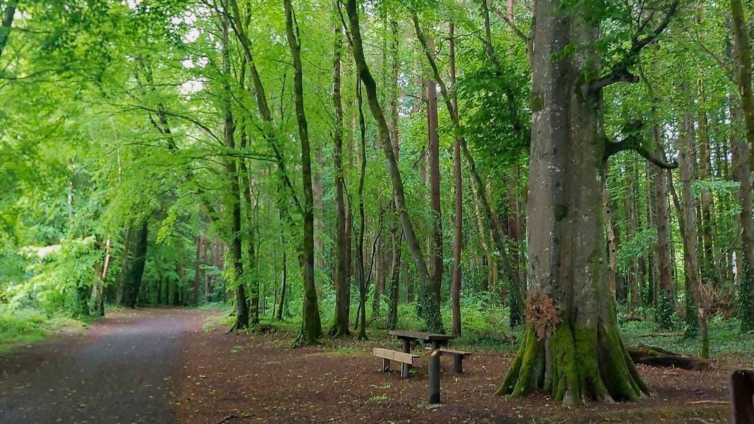 A paved path winds its way through tall trees that have bright green leaves in Belleek Woods in Ballina.