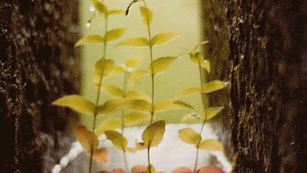 Brid Festival Sligo 2026, small seedlings growing in enclosed area.