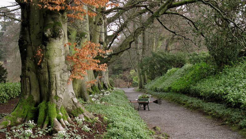 Snowdrop Time in Carlow 2026, view of wide path in wooded area with snowdrops on the ground in bloom.