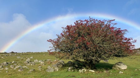 A picturesque hawthorn tree with red berries on it with a full bright rainbow in the blue sky behind it