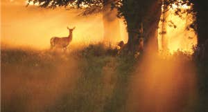 Sun Rise at phoenix park