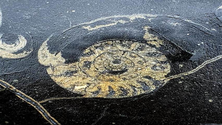 Fossil in a rock