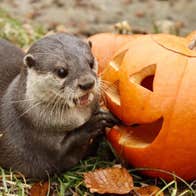 Otter with pumpkin, cute animals with pumpkin