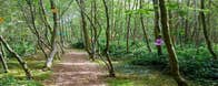 Fairy trail walk way Lough Boora