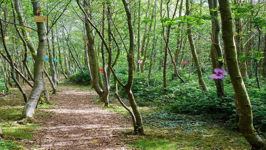 Fairy trail walk way Lough Boora