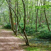 Fairy trail walk way Lough Boora