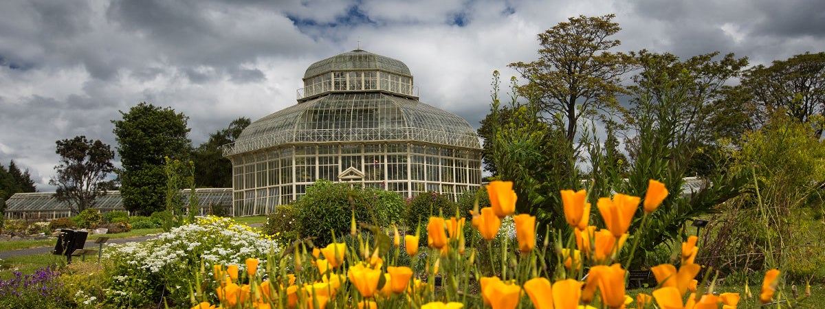 orange flowers with the glass house of the National Botanic Gardens in the background