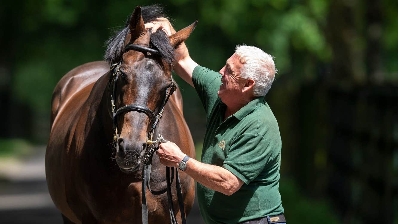 A man adjusting the reins of a horse