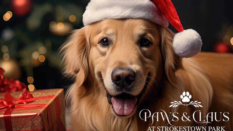 Paws & Claus at Strokestown Park, a large, golden dog wearing christmas hat beside a red and gold present