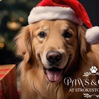 Paws & Claus at Strokestown Park, a large, golden dog wearing christmas hat beside a red and gold present