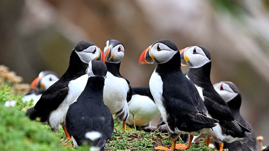 Puffins on Saltee Island in Co Wexford