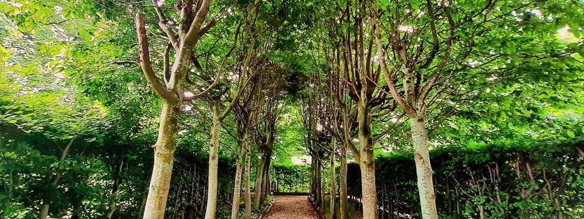Pathway in garden of Drimnagh Castle with trees either side