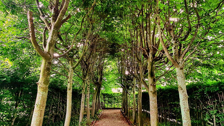 Pathway in garden of Drimnagh Castle with trees either side
