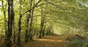 Kinnitty Castle Loop