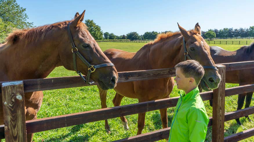 A child with horses at the Irish National Stud and Gardens in Kildare