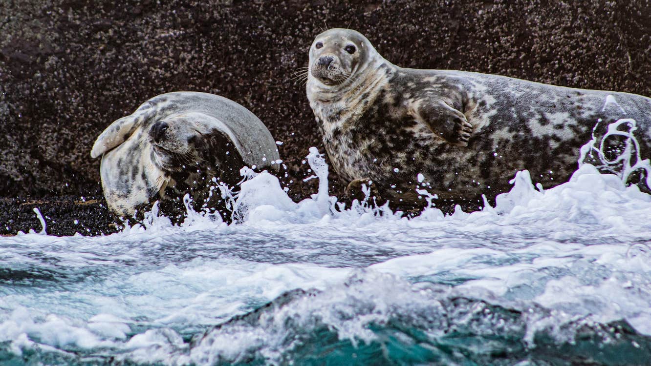 Two sea lions on a ledge near the sea with white sea foam and waves