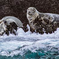 Two sea lions on a ledge near the sea with white sea foam and waves