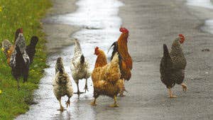 Rush hour on Inishbiggle
