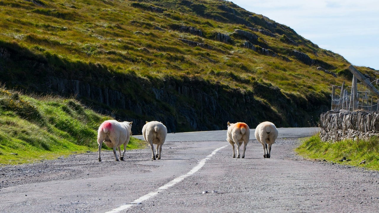 Four sheep on a small country road