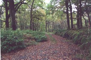 Ard na Mona Wood