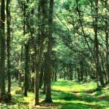 Glenshelane Forest Trail
