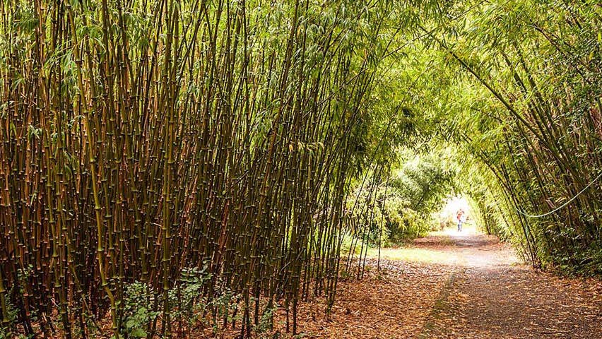 A walking path thought a tunnel of bamboo