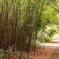 A walking path thought a tunnel of bamboo