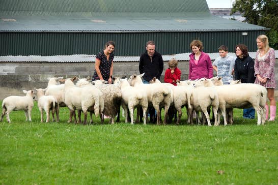 Visitors to Causey farm County Meath looking at a flock of sheep and lambs 