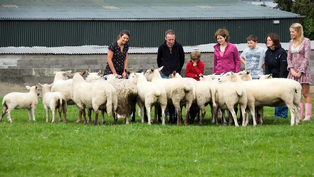 Visitors to Causey farm County Meath looking at a flock of sheep and lambs