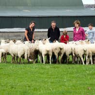 Visitors to Causey farm County Meath looking at a flock of sheep and lambs 