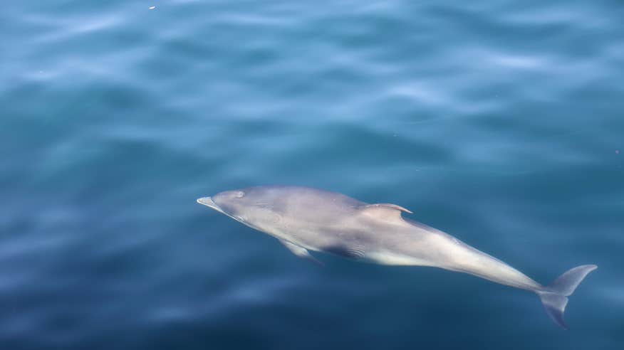 A dolphin in Co Clare