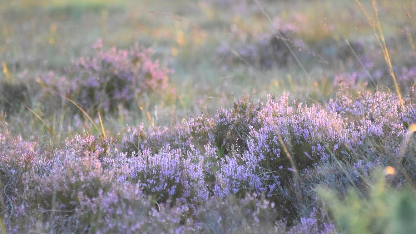 A view of a bog with wild grass and heather