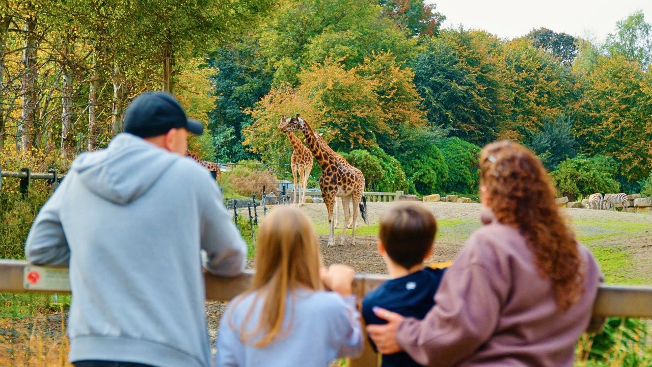 Two adults and two children leaning on a wooden fence looking at giraffes in a field