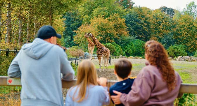 Two adults and two children leaning on a wooden fence looking at giraffes in a field