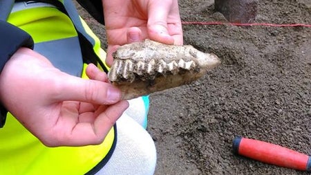 The Big Dig: A Viking Adventure for Kids