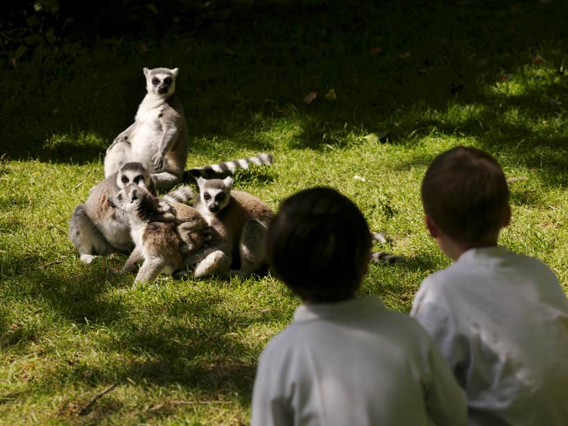 Two children looking at a family of lemurs at Fota Island Wildlife Park in County Cork.