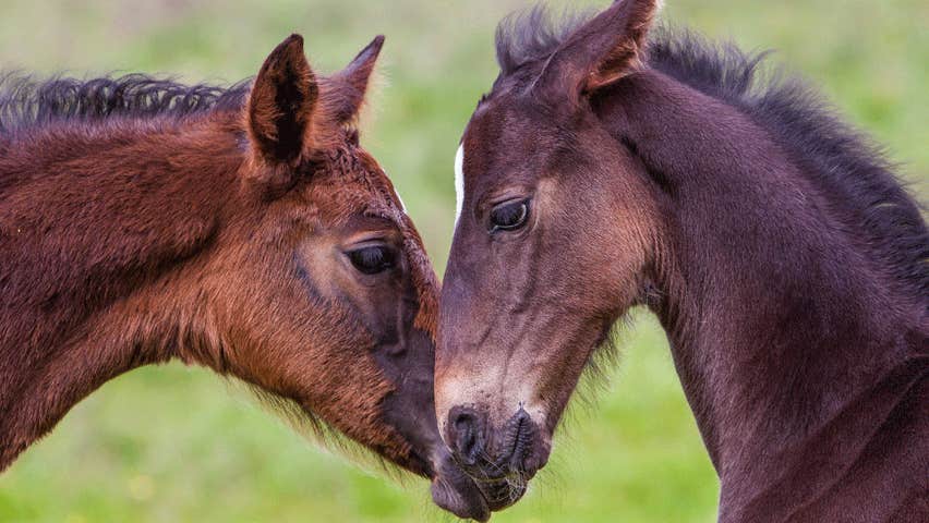 Two horses standing head to head.