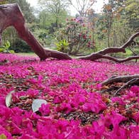 Fallen blossoms on garden floor