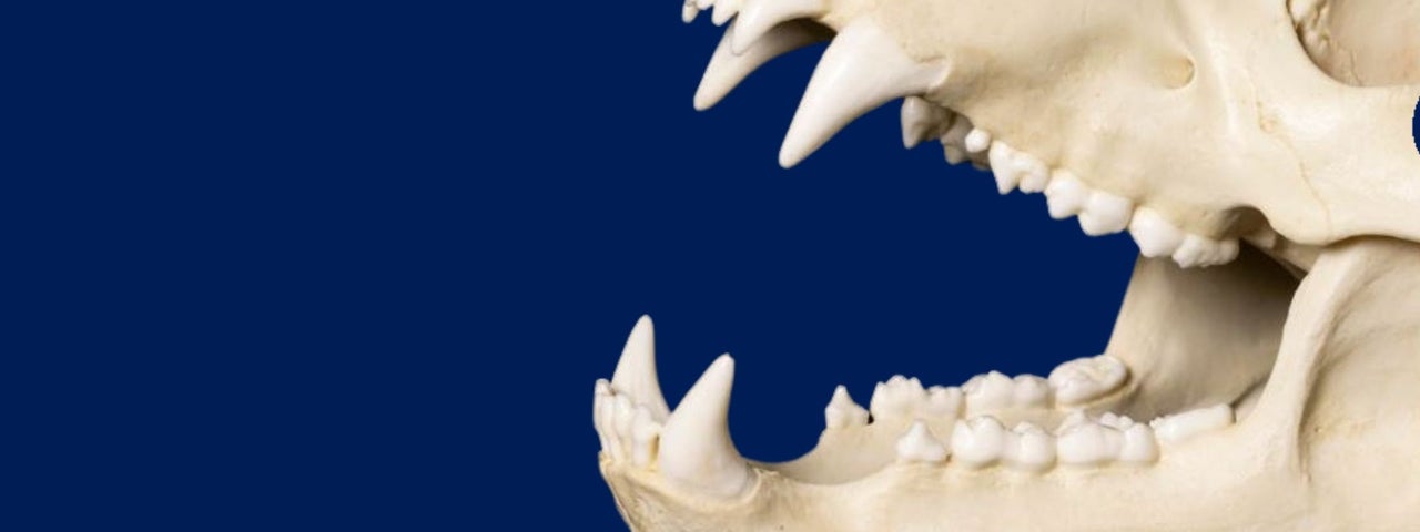 A brown bear skull (Ursus arctos)