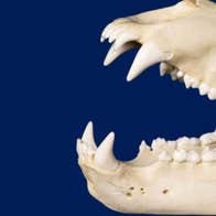 A brown bear skull (Ursus arctos)