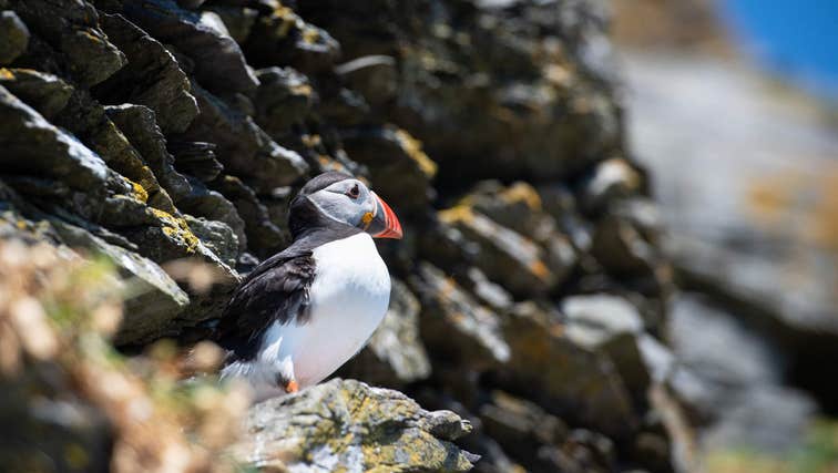 Puffin on rocks on Skellig Michael, Co. Kerry