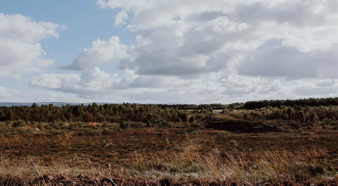 Take an elevation-free walk through Lough Boora Discovery Park.