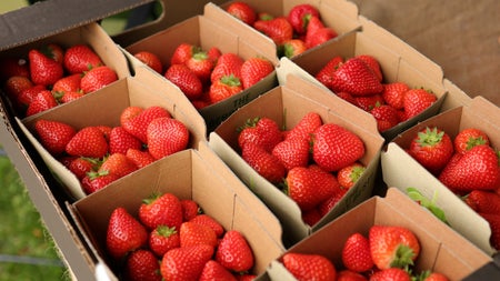 Explore Fingal Markets Malahide Strawberries