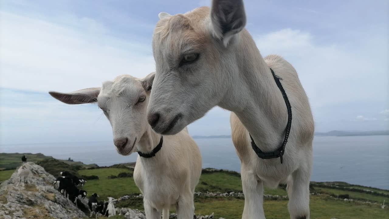 A close up of two goats with a coastal view in the background