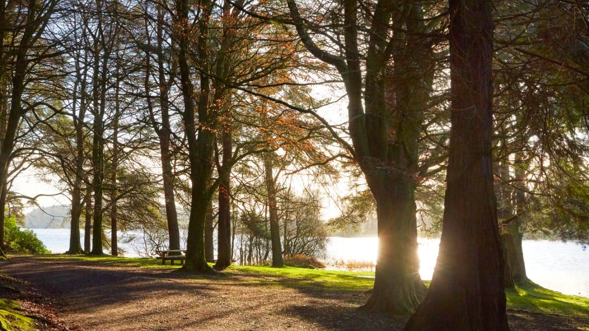 A path lined with trees along a lake side