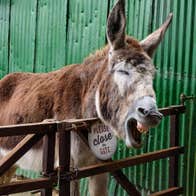 Donkey sticking his head over a wooden gate with a green shed to the right