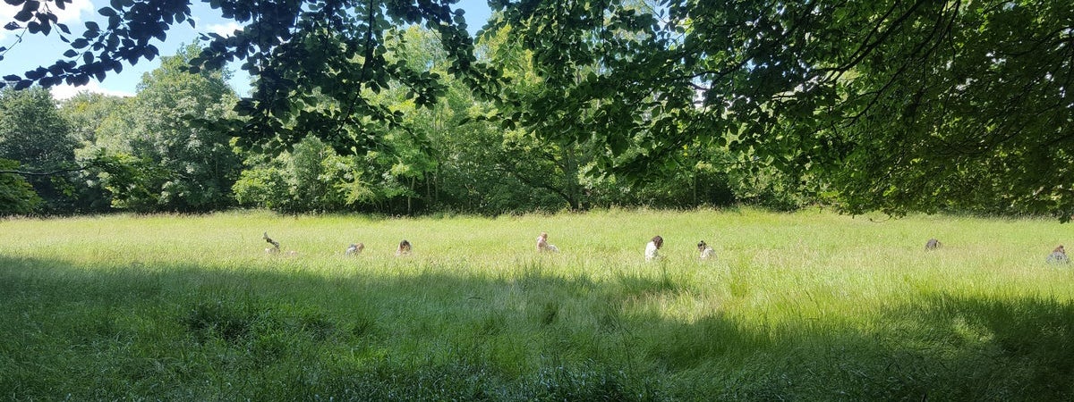 A group of people in a field amongst tall grass